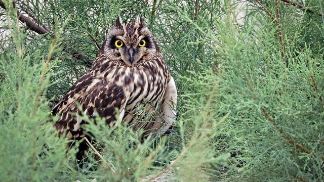 owl intelligent animal