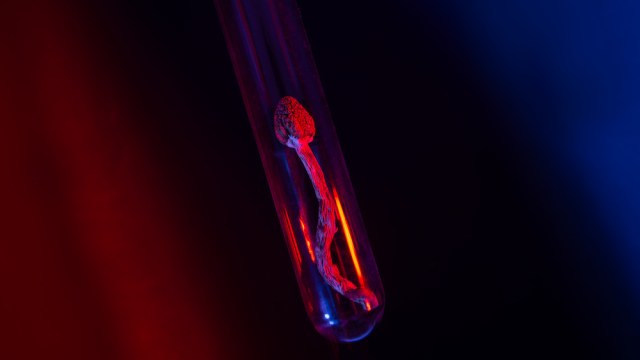 microdosing psilocybin