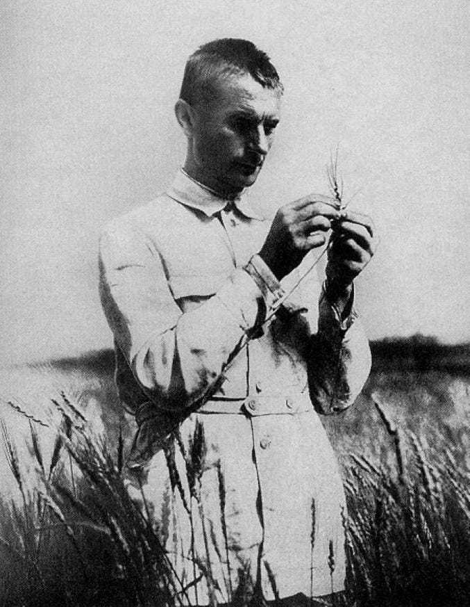 A man in a field examines a plant closely, wearing a buttoned shirt. The field, resembling an open-air science lab, is filled with similar tall plants under a clear sky.